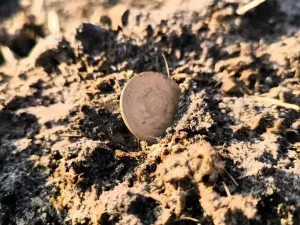 A coin is on the ground.